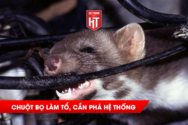 Chuột cắn phá hệ thống dây diện trong khoang máy, làm tổ trong khoang máy